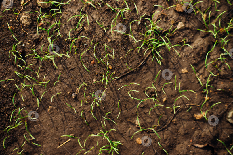 Скачать Маленькие зеленые побеги, растущие в хорошей почве. Концепция сельского хозяйства, органического садоводства, озеленения или экологии. Молодые побеги, выращивание рассады. фотосток Ozero