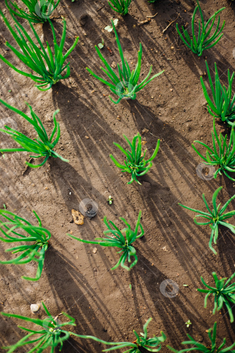 Скачать Молодой зеленый лук на грядке. Лук, посаженный рядками. Выращивание овощей в сельской местности. Уход и обработка растений. Сбор урожая. фотосток Ozero