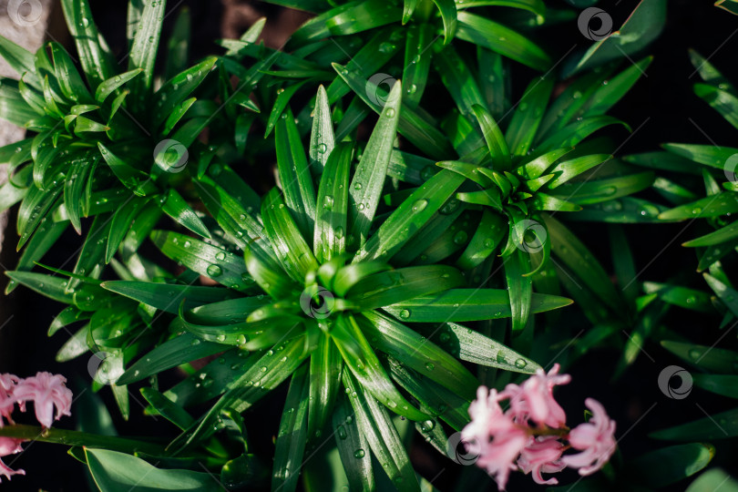 Скачать Зеленые листья лилий в саду. Нераскрывшиеся цветы на клумбах. Узкие листья лилий с каплями дождя. Садоводство. фотосток Ozero