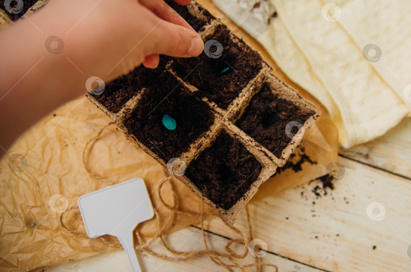 Скачать Вид сверху на семена и ячейки с почвой на деревянном фоне. Выращивание рассады в торфяных стаканчиках. Концепция весеннего озеленения дома. фотосток Ozero