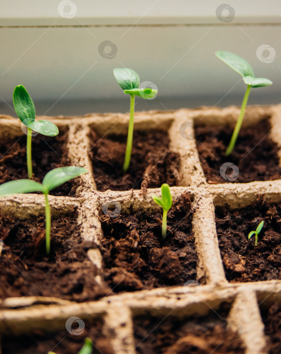 Скачать Рассада овощей в торфяных стаканчиках на подоконнике. Проращивание огурцов и помидоров из семян. фотосток Ozero
