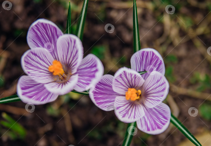 Скачать Весенним днем в саду распускается пурпурный крокус. фотосток Ozero