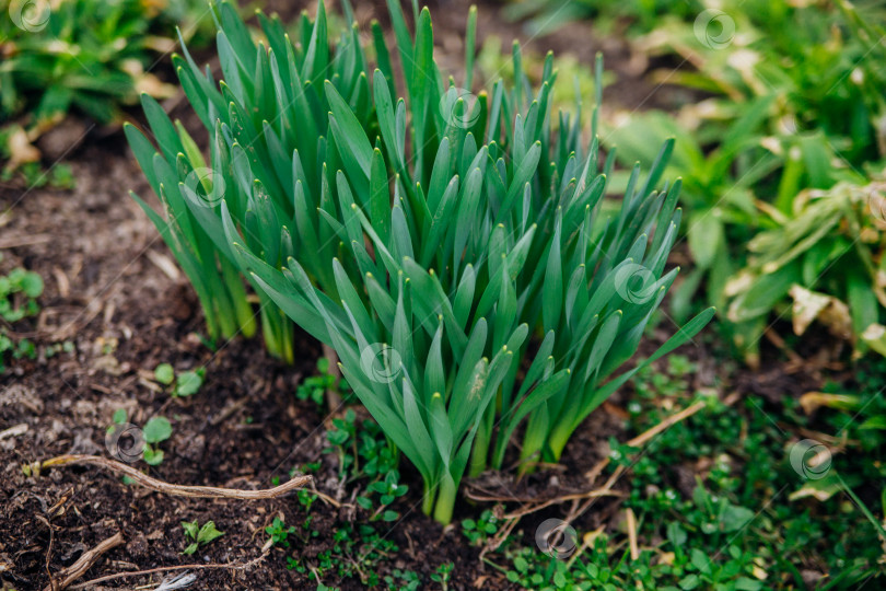 Скачать Побеги цветка нарцисса. Из земли пробиваются зеленые маленькие стебельки. Весенний цветок. фотосток Ozero