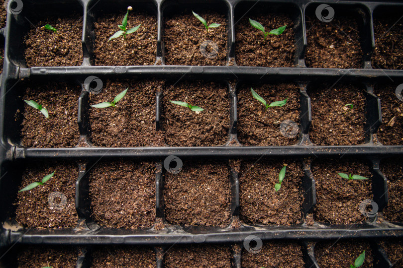 Скачать Рассада в горшочках. Садоводство и огородничество в весенний сезон. фотосток Ozero