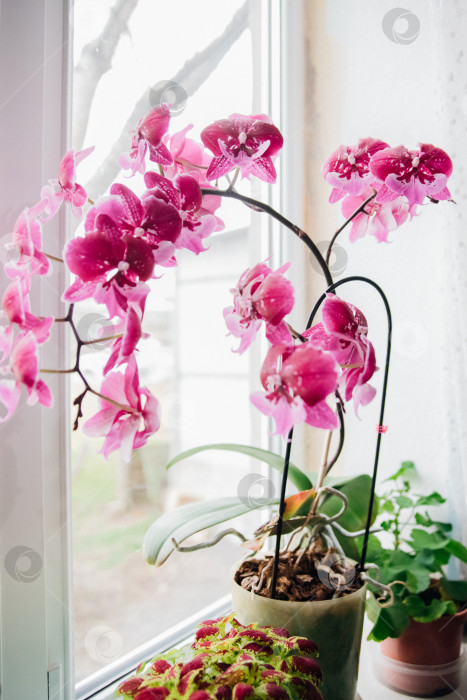 Скачать Розовый цветок и листья орхидеи фаленопсис в цветочном горшке на подоконнике в доме. Уход за комнатным растением. фотосток Ozero