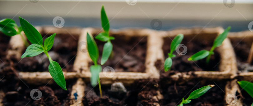 Скачать Рассада в горшочках. Садоводство и огородничество в весенний сезон. фотосток Ozero