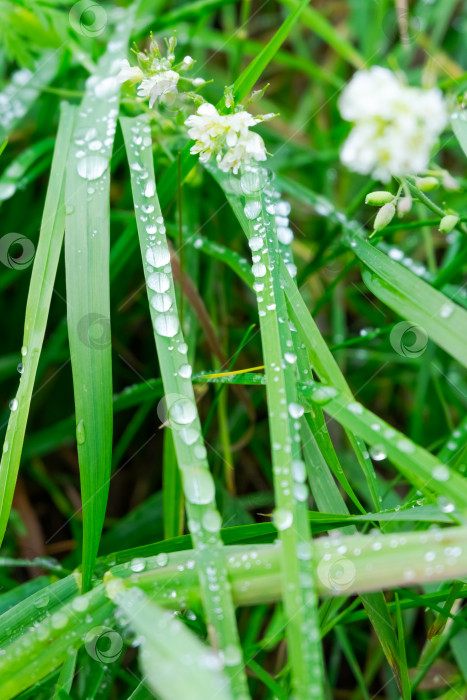 Скачать Цветы белого клевера с каплями росы на траве фотосток Ozero