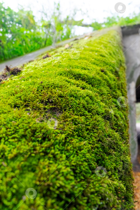 Скачать Зеленый мох, растущий на поверхности старого камня фотосток Ozero