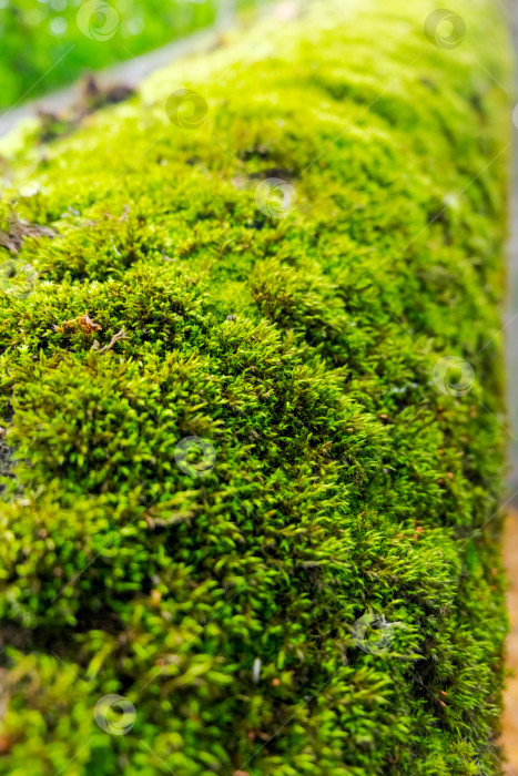Скачать Крупный план с сочной текстурой зеленого мха фотосток Ozero