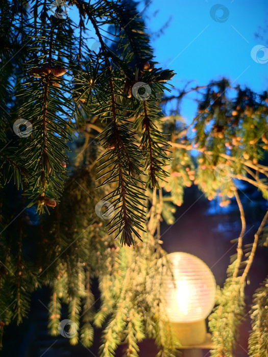 Скачать Свет уличного фонаря сквозь еловые ветви фотосток Ozero