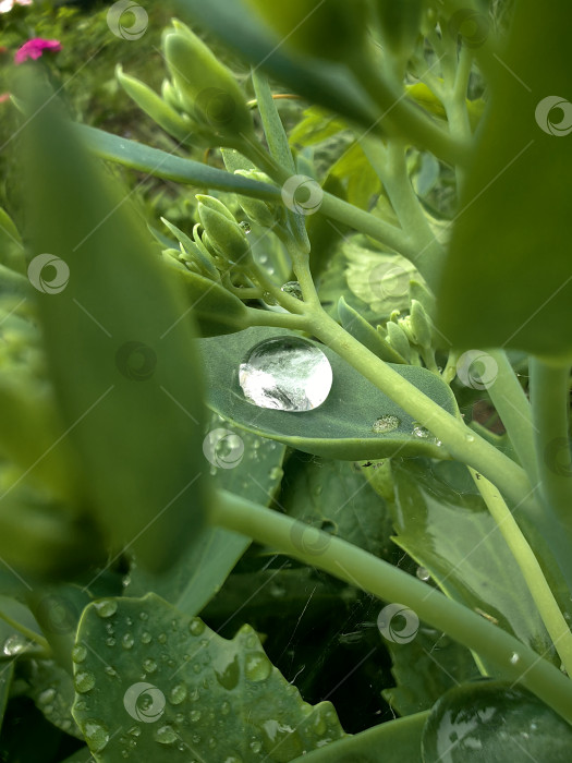 Скачать Макросъемка, дождевая капля на листе фотосток Ozero