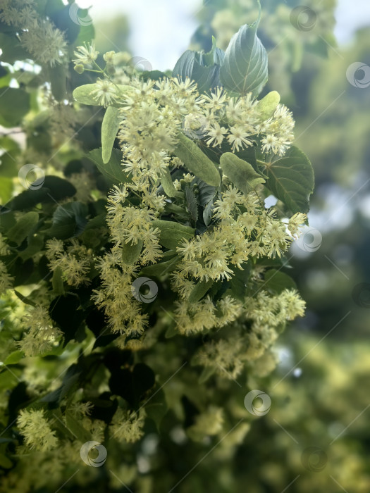 Скачать Цветение липы фотосток Ozero