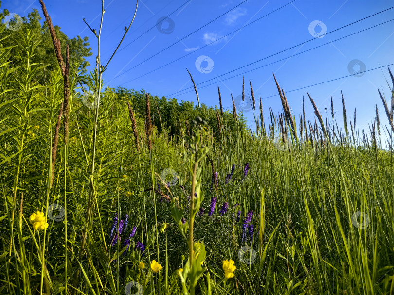 Скачать Разнотравье на фоне голубого неба фотосток Ozero