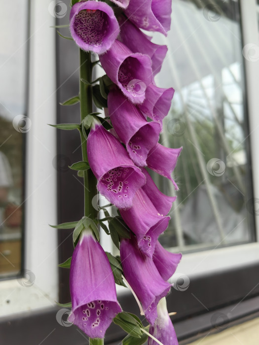Скачать Цветы Наперстянки на фоне дачного окна фотосток Ozero