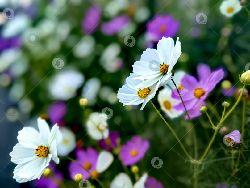 Скачать Цветы космеи фотосток Ozero