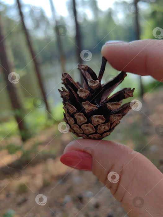 Скачать Сосновая шишка в женской руке фотосток Ozero