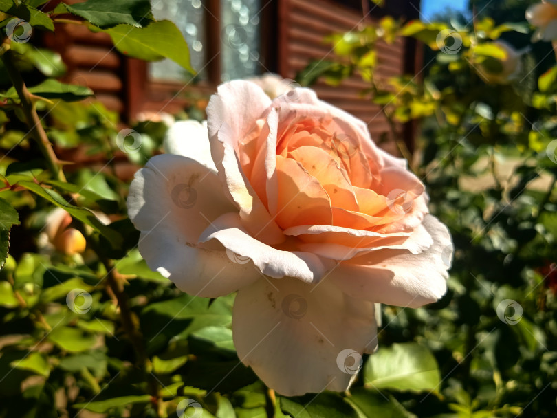 Скачать Раскрывшийся розовый бутон фотосток Ozero