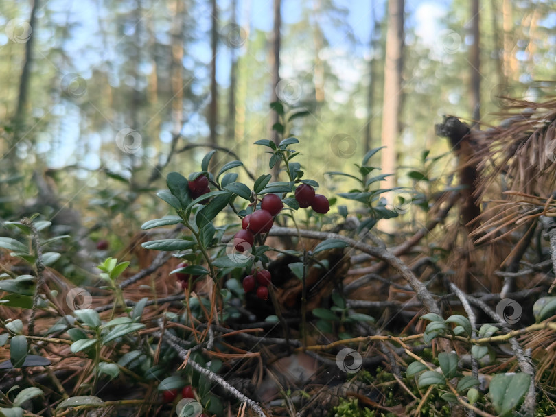 Скачать Кустики брусники в сосновом бору фотосток Ozero