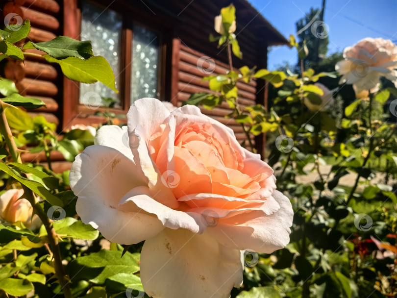 Скачать Роза на фоне деревянного домика фотосток Ozero
