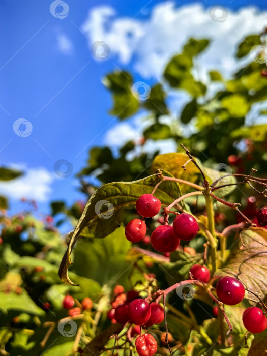 Скачать Ягоды и листья калины на фоне неба фотосток Ozero
