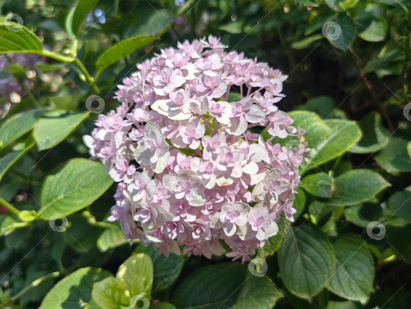 Скачать Цветы гортензии фотосток Ozero