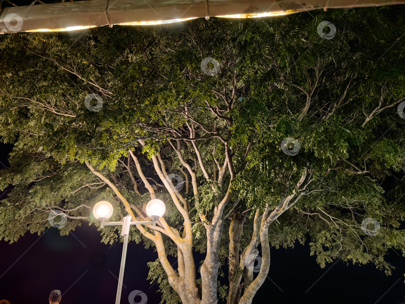 Скачать Дерево акации, освещенное уличными фонарями фотосток Ozero