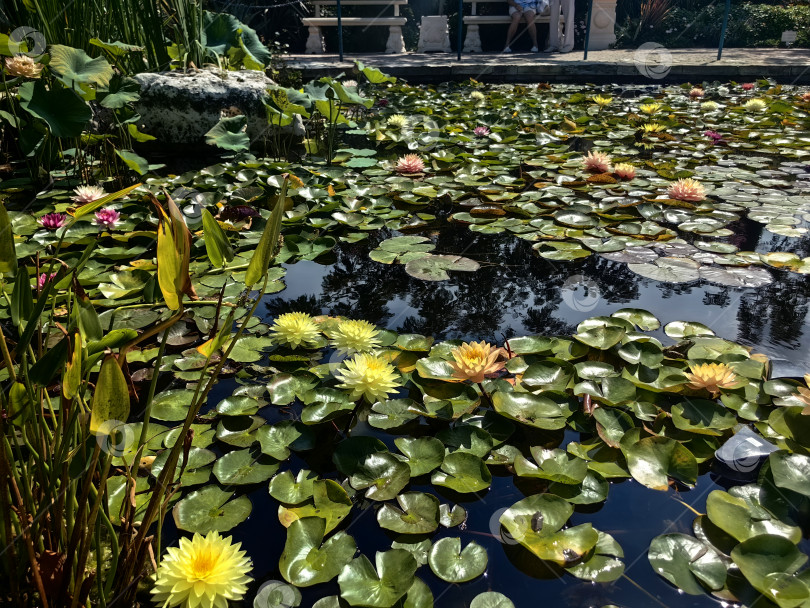 Скачать Пруд с лотосами на территории Старого парка, с. Кабардинка фотосток Ozero