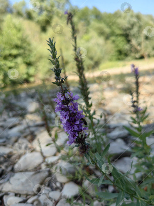 Скачать Цветок Дербенник иволистный на берегу горной речки фотосток Ozero
