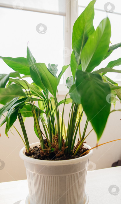 Скачать Любимый цветок спатифиллума в горшке на столе. Пышные зеленые листья. фотосток Ozero