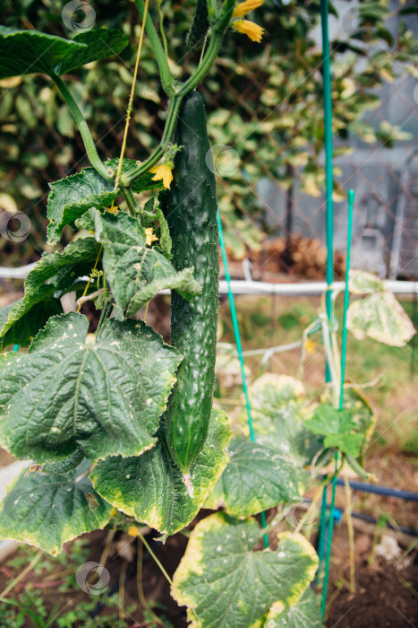 Скачать Молодые огурцы на ветке в саду. Выращивание тепличных огурцов. фотосток Ozero