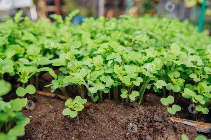 Скачать Выращивание микрозелени. Ростки горчицы крупным планом в саду, вид сверху. фотосток Ozero