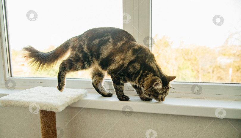 Скачать Полосатый пушистый кот ходит по подоконнику и смотрит в окно. Домашнее животное. фотосток Ozero