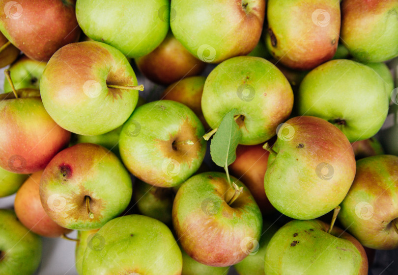 Скачать Спелые зеленые яблоки, собранные осенью. Фруктовый сад. фотосток Ozero
