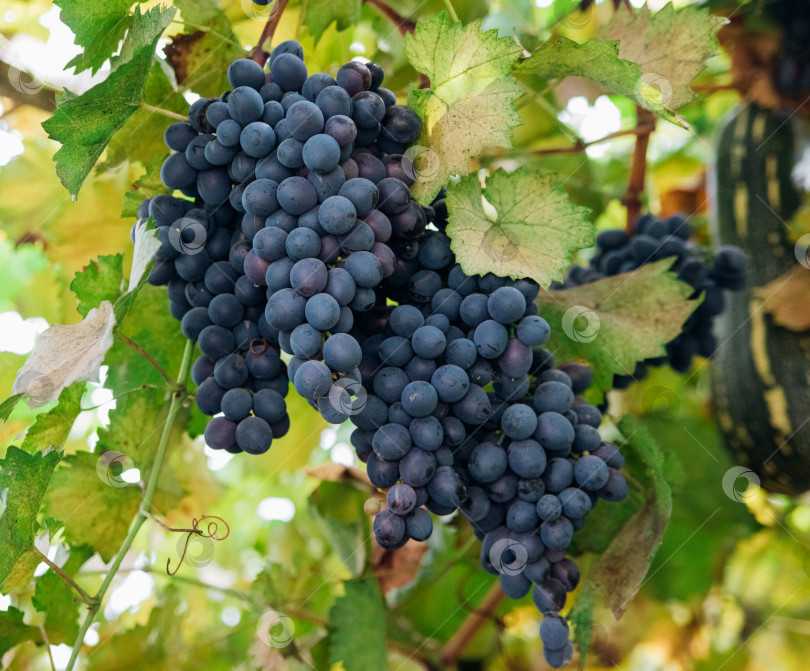 Скачать Гроздья спелого винограда для производства вина на виноградниках. В саду висят большие гроздья темного винограда. Естественный фон. фотосток Ozero