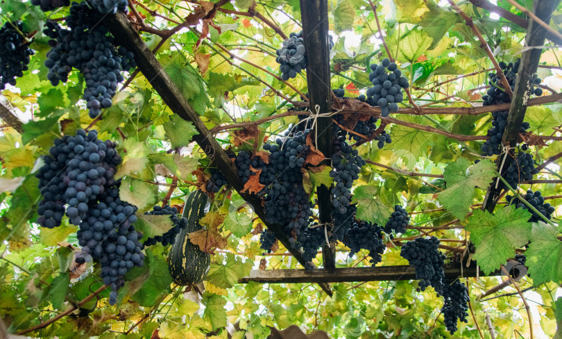 Скачать Гроздья спелого винограда для производства вина на виноградниках. В саду висят большие гроздья темного винограда. Естественный фон. фотосток Ozero