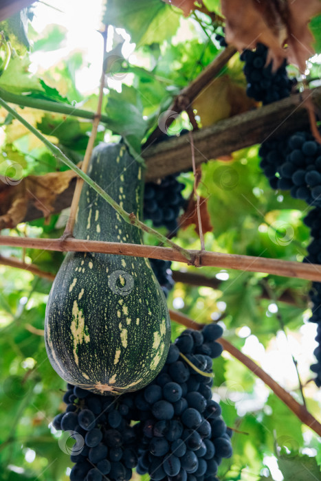 Скачать Зеленая продолговатая тыква висит на виноградной лозе. Тыква переплетается с виноградом. Осенний сбор урожая. фотосток Ozero