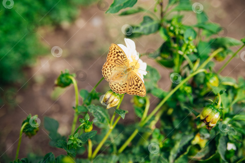 Скачать Яркое изображение бабочки с распростертыми крыльями, грациозно сидящей на желтом цветке. фотосток Ozero