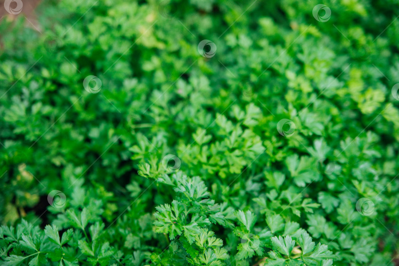 Скачать Зеленые листья петрушки крупным планом. Естественный фон и текстура. фотосток Ozero