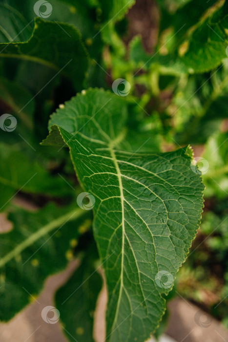 Скачать Зеленые листья хрена в саду. Полезные травы и приправы. фотосток Ozero