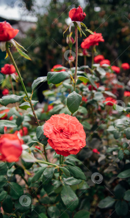 Скачать Розовая роза на кусте в летнем саду. Сочная яркая зелень, размытый фон. Красота природы. Распускающийся цветок. фотосток Ozero