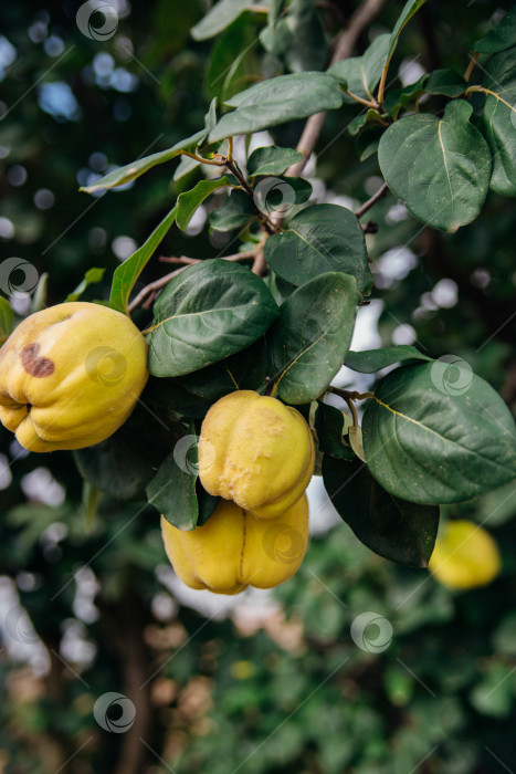 Скачать Желтые плоды айвы на ветке дерева. Солнечный свет. Фруктовый сад. фотосток Ozero