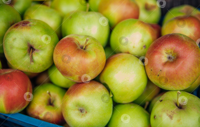 Скачать Спелые зеленые яблоки, собранные осенью. Фруктовый сад. фотосток Ozero