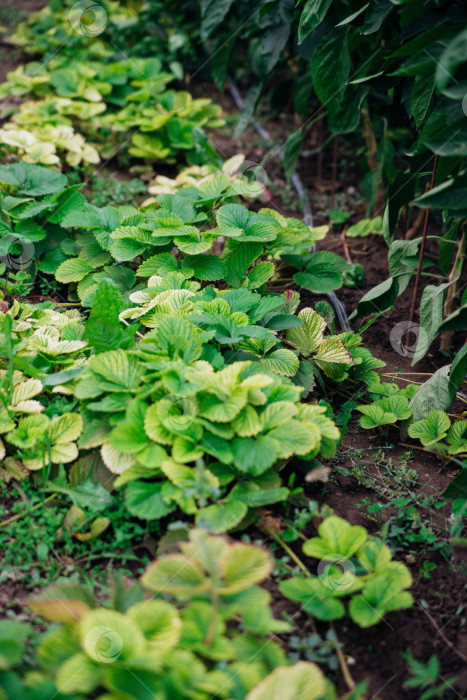 Скачать Листья земляники. Кусты с усиками, вид сверху. Выращивание ягод. Зеленый сад. фотосток Ozero