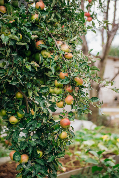 Скачать Зеленые яблоки с розовыми боками свисают с ветки дерева в саду. Фруктовый сад. фотосток Ozero