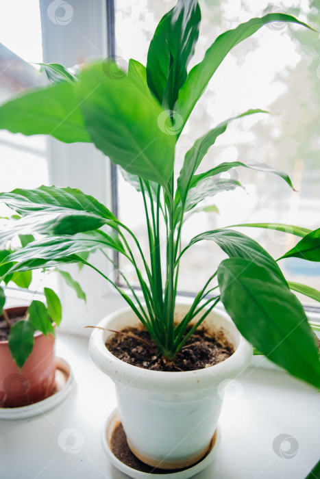 Скачать Мой любимый цветок - спатифиллум, он стоит в горшке на столе. Уход за домашними растениями. фотосток Ozero