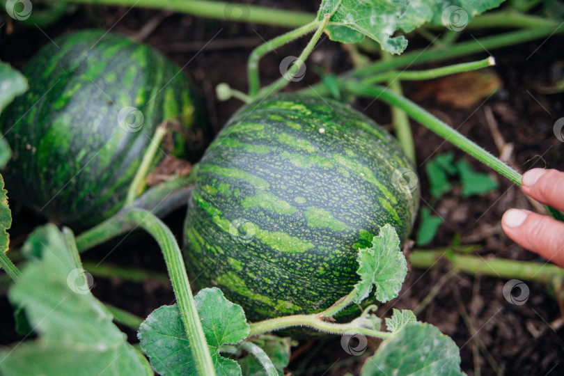 Скачать Женские руки фермера ухаживают за зелеными тыквами в саду. Концепция здорового питания для сбора урожая. фотосток Ozero
