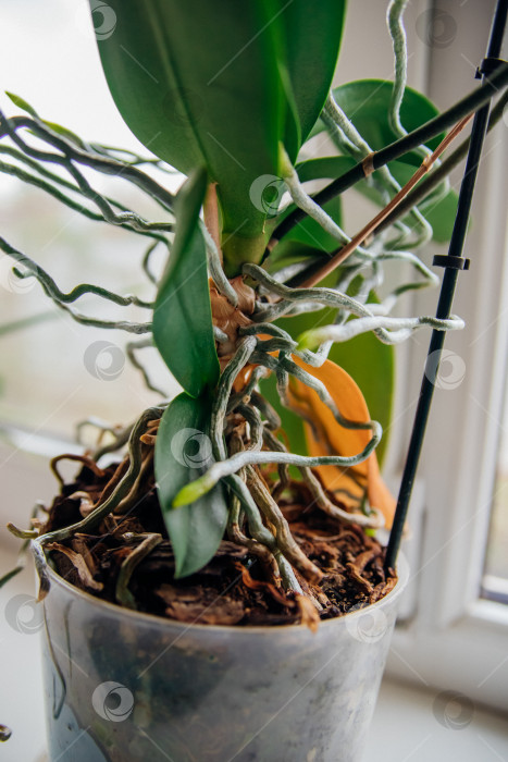 Скачать Крупный план корней и листьев орхидеи фаленопсис в цветочном горшке на подоконнике в доме. фотосток Ozero