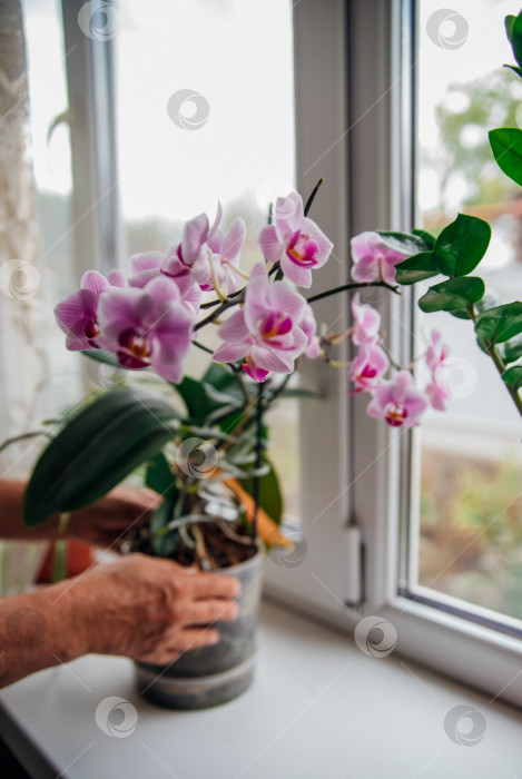 Скачать Розовый цветок и листья орхидеи фаленопсис в цветочном горшке на подоконнике в доме. Уход за комнатным растением. фотосток Ozero