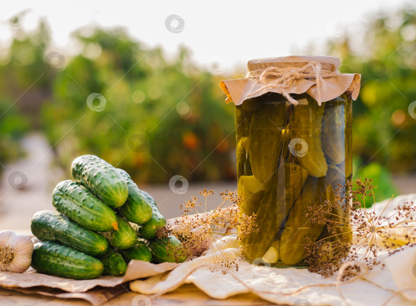 Скачать Соленые, маринованные огурцы в банке на деревянном столе в саду. Огурцы, зелень, укроп, чеснок. Консервация. Фон, место для копирования. Солнечный яркий день. фотосток Ozero