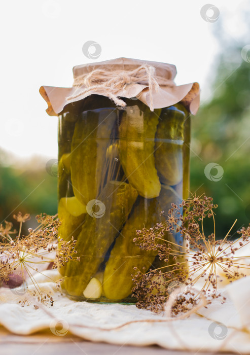 Скачать Соленые, маринованные огурцы в банке на деревянном столе в саду. Огурцы, зелень, укроп, чеснок. Консервация. Фон, место для копирования. Солнечный яркий день. фотосток Ozero